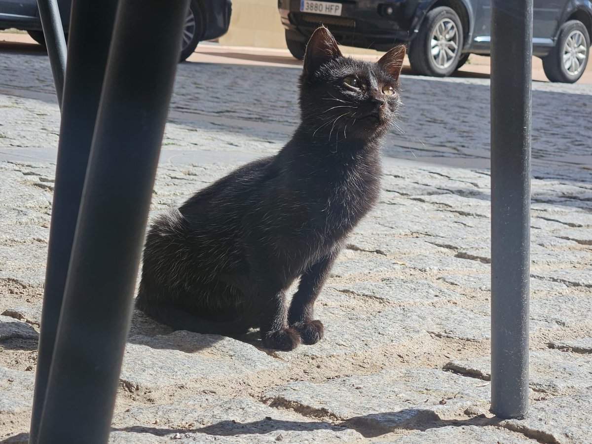 Cats ‘n’ Swings, Spain