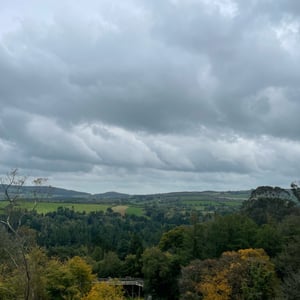 Avondale Tree Walk by mmalty