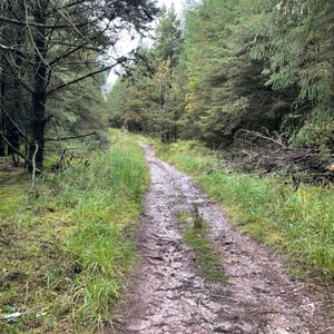 Aherlow Nature Trail by mmalty