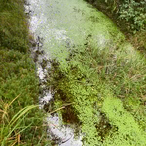 Aherlow Nature Trail by mmalty
