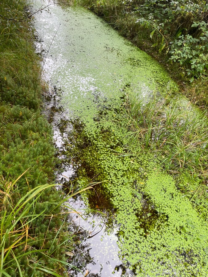 Aherlow Nature Trail, Ireland