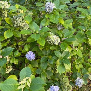 Derrynane House & Beach by mmalty