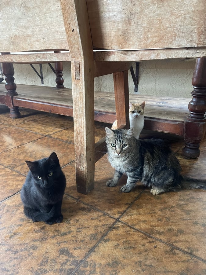 I tre saggi miagolii, Spagna
