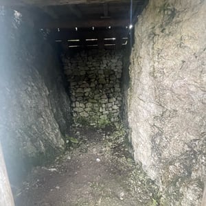 Five Bulls by mmalty