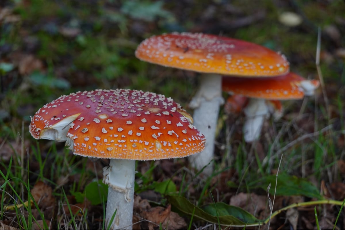 In die Kantabrischen Berge, Spanien