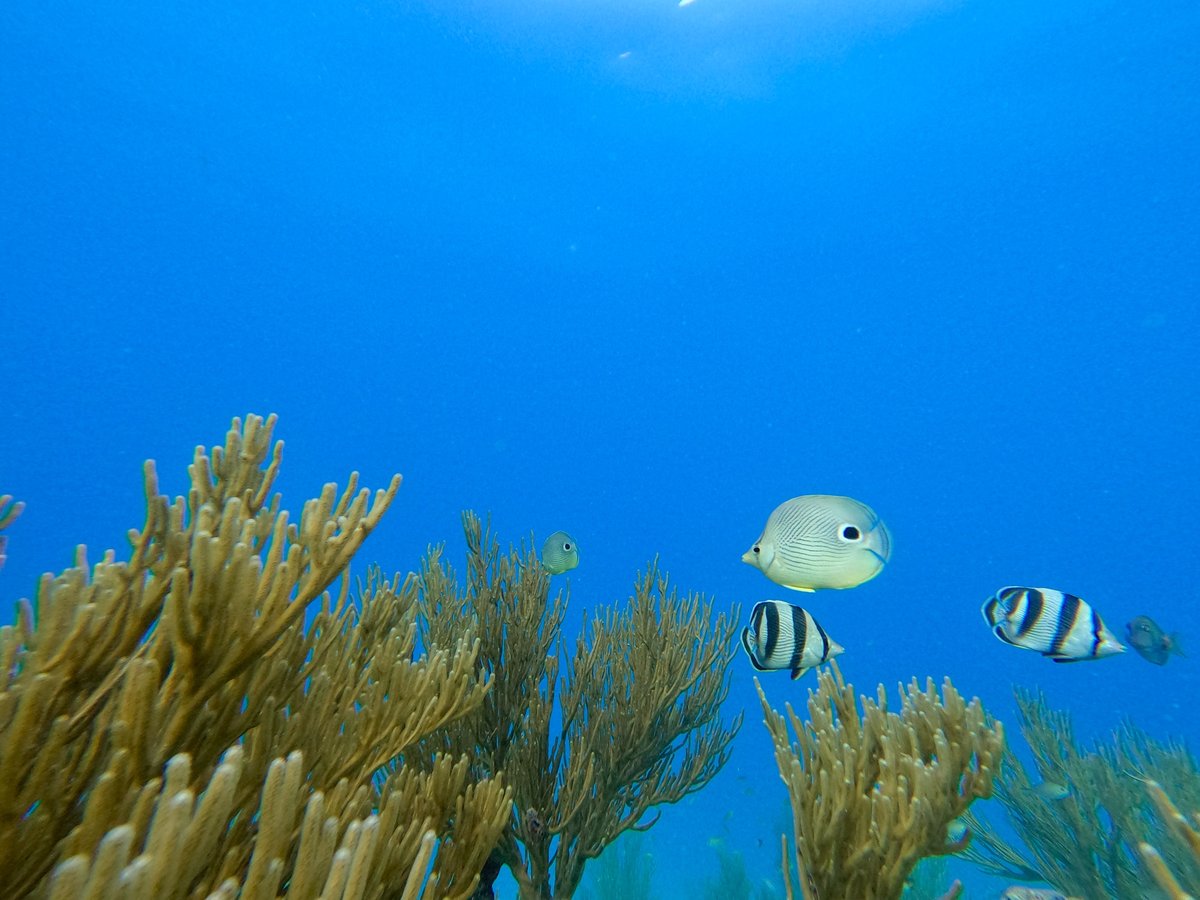Snorkelling In Aruba, Aruba