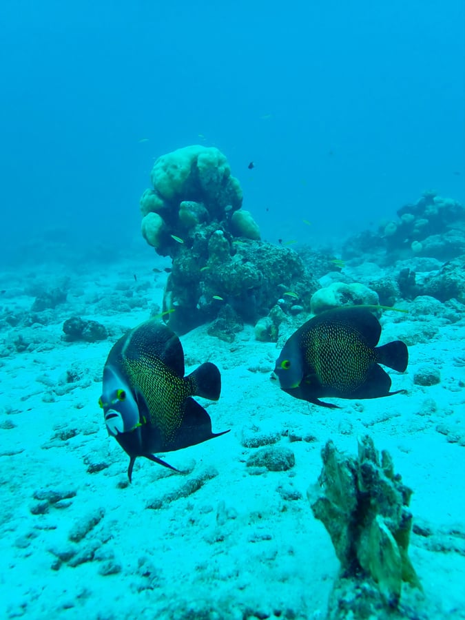 Snorkel en Aruba, Aruba