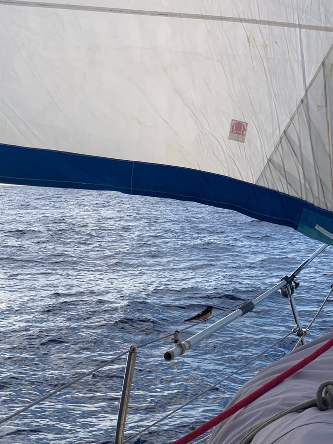 Aruba To Panama | Day 5