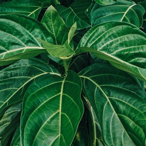 Bocas Del Toro | Exploring the Jungle by Adam