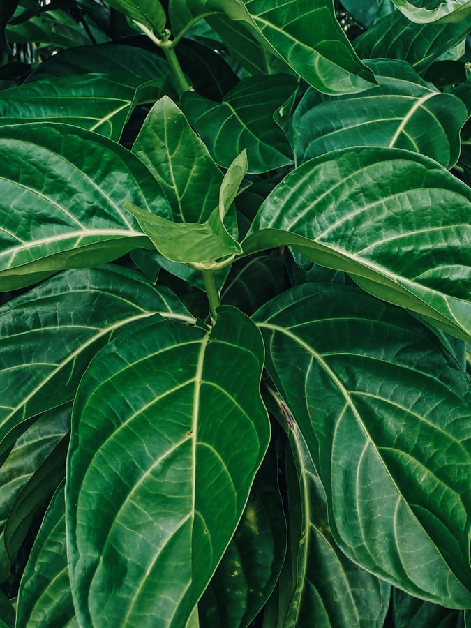 Bocas Del Toro | Exploring The Jungle, Panamá