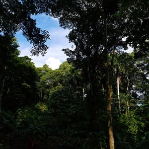 Bocas Del Toro | Exploring the Jungle by Adam