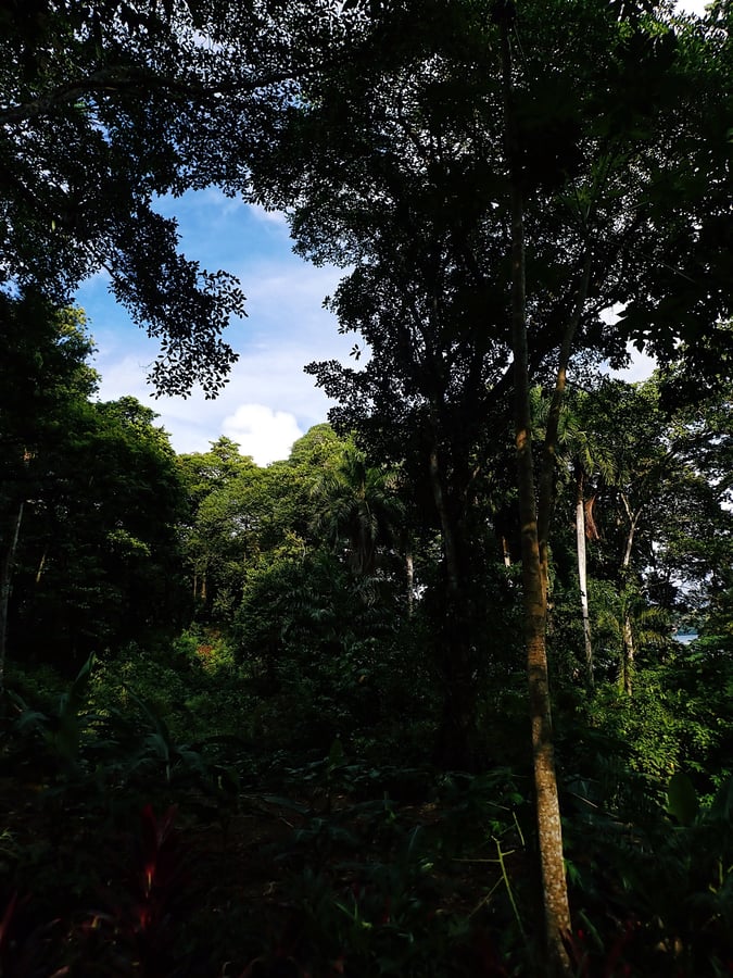 Bocas Del Toro | Explorer la jungle, Panama