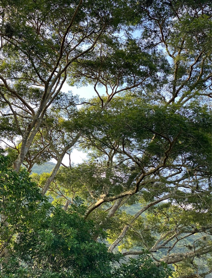 5 Dec 2024 - 08:40, Colombia