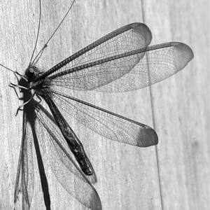 7 Dec 2024 - 09:57 by Kelly