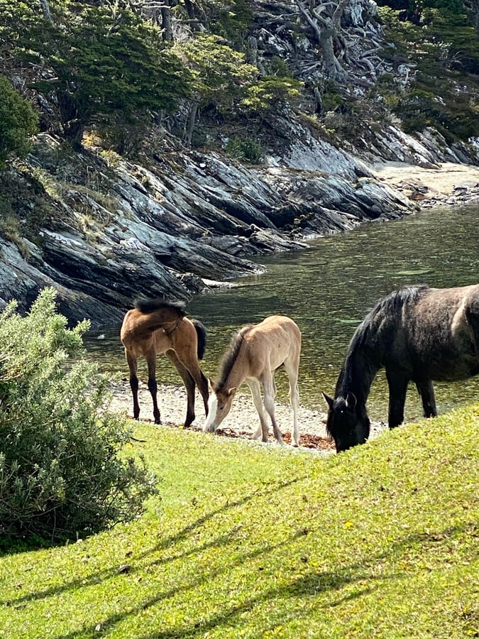 Todavía estoy explorando la Patagonia. Pero los precios son..., Argentina