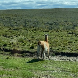 Arriving To Punta Arenas From Ushuaia by Kelly