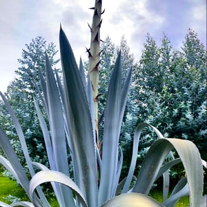 4 Jan 2025 - 00:07 by Kelly