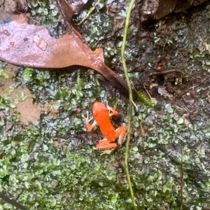 Goodbye Bocas! by Adam