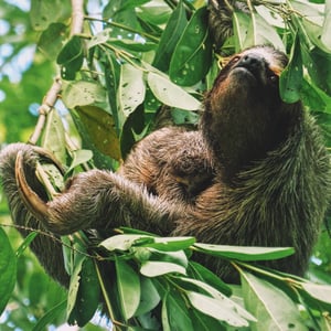 Goodbye Bocas! by Adam