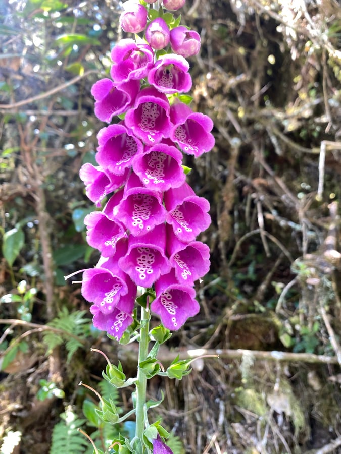 In The Paraná At Lago verde, Colombia