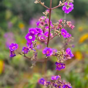 Pedra Do Bonito by David