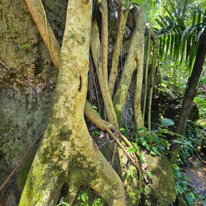 Parque Lage -Botanical Garden by David