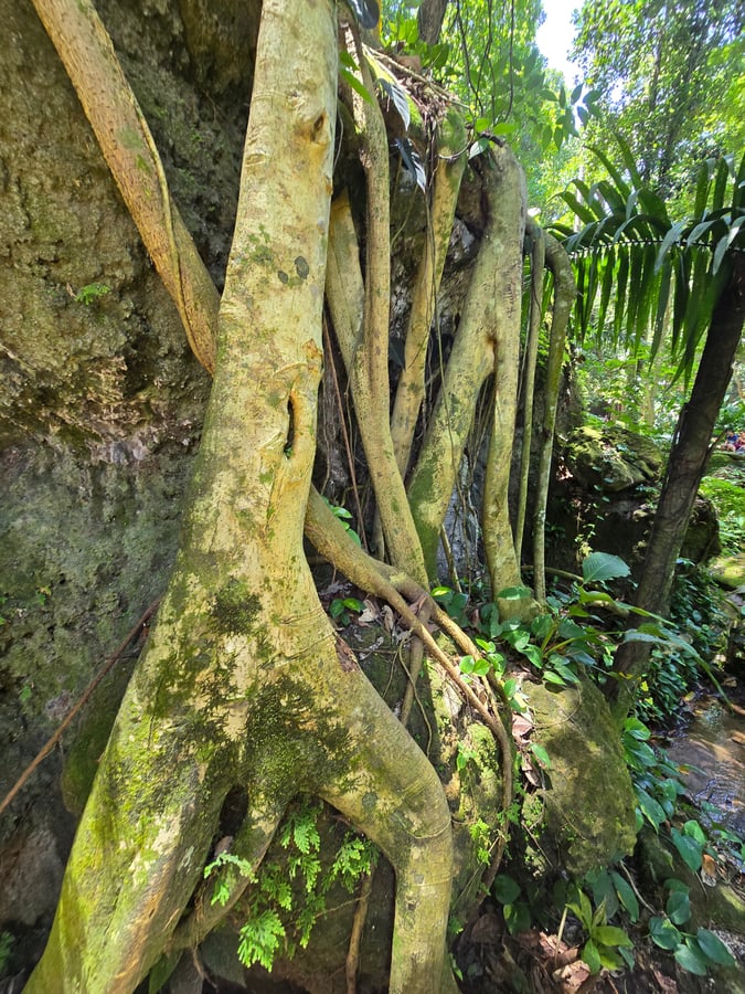 Parque Lage -Botanical Garden, Brazil