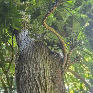 Parque Lage -Botanical Garden by David