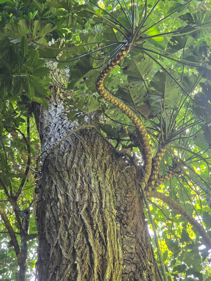 Parque Lage -Botanischer Garten, Brasilien