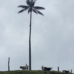 San Feliz Near Salamina by Kelly