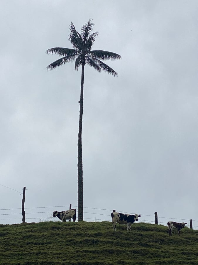 San Feliz Near Salamina, Colombia