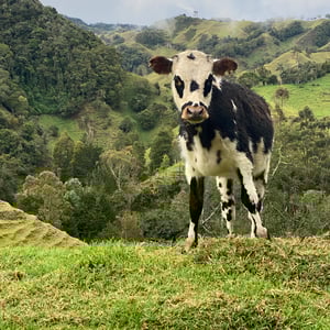 San Feliz. I Am In Love. by Kelly