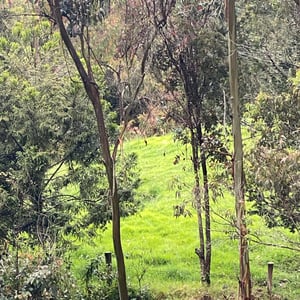 San Feliz. I Am In Love. by Kelly