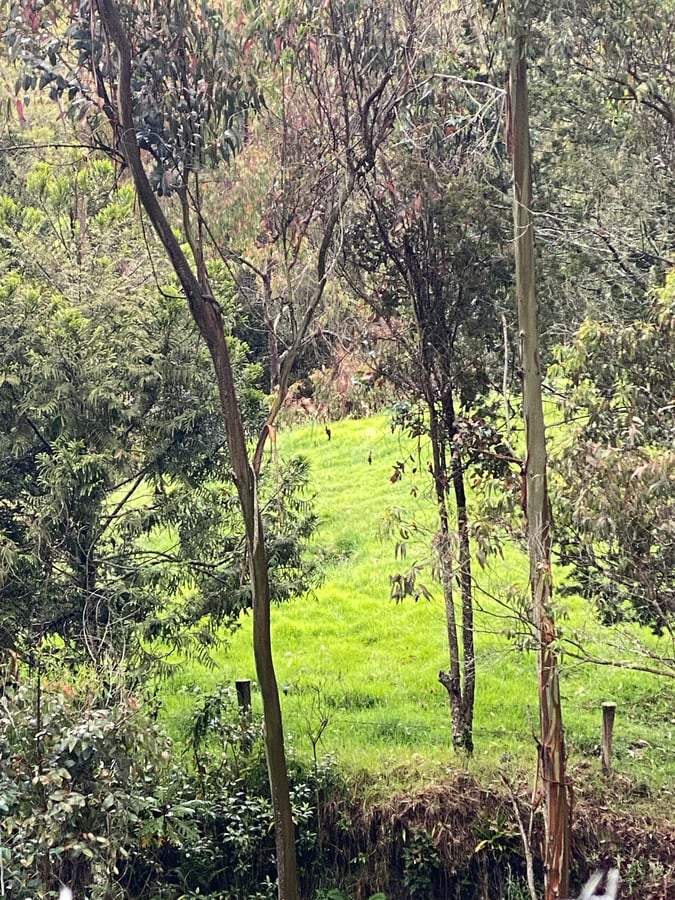 San Feliz. Estoy enamorado., Colombia