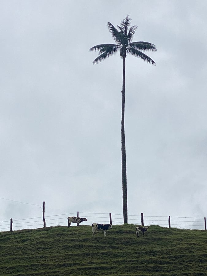 San Feliz. Estoy enamorado., Colombia