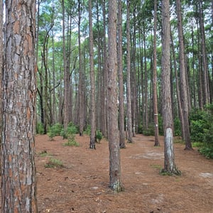 Mocambique beach - A clean beach with cr by David