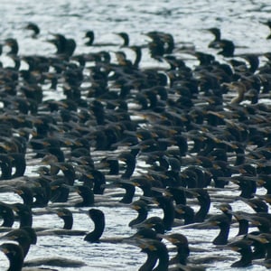 Panama City To Taboga by Adam