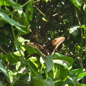 Celestial Loft - Hide Out by David