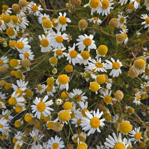 10 March 2025 - 07:50 by David