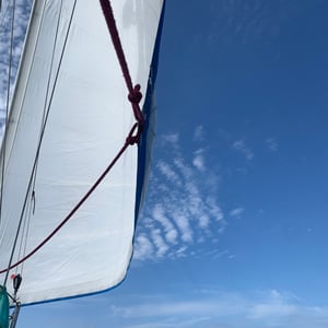 Whales & Dolphins! by Adam