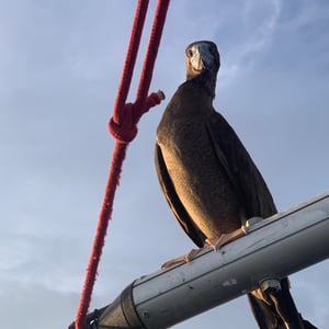 Sailing The Pacific | Morning Coffee by Adam