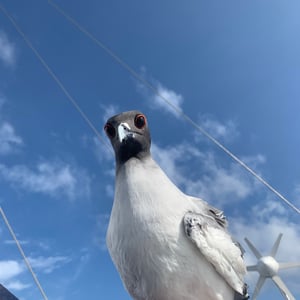 Sailing The Pacific | Gulls & Boats! by Adam