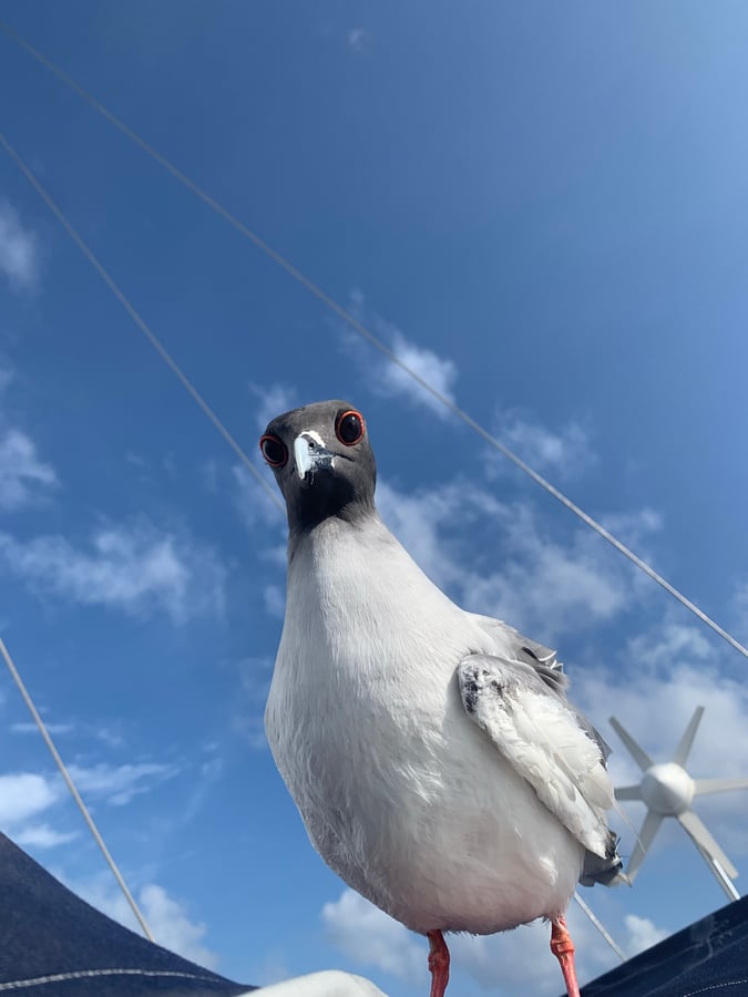 Navegando por el Pacífico | ¡Gaviotas y barcos!