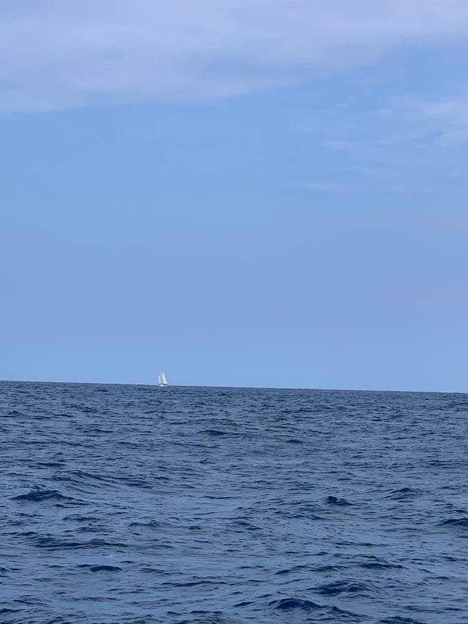 Navegando por el Pacífico | ¡Gaviotas y barcos!