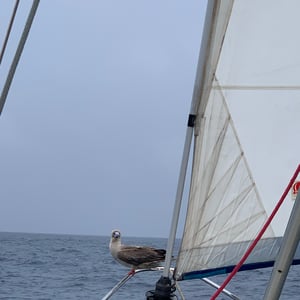 Sailing The SOUTH Pacific by Adam