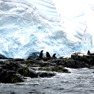 Day 6 - Zodiac Cruise - Seals by David