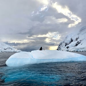 Day 6 - Zodiac Cruise - Seals by David