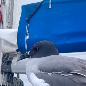 Sailing The Pacific | Slow Days by Adam