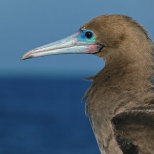 Sailing The Pacific | 22 Days At Sea by Adam