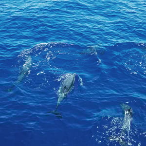 Sailing The Pacific | 22 Days At Sea by Adam